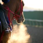 競走馬3