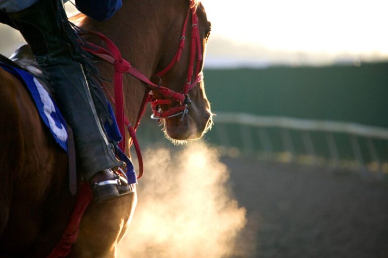 競走馬3
